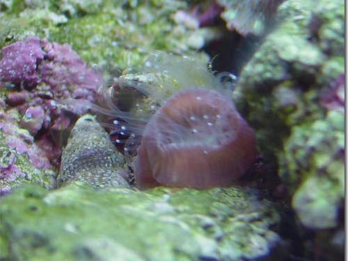 Candycane Polyps Extended 08/11/03