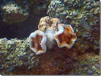 Cinnamon Polyps 01/09/02