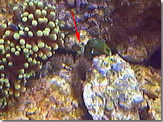 Emerald Crab 01/11/02