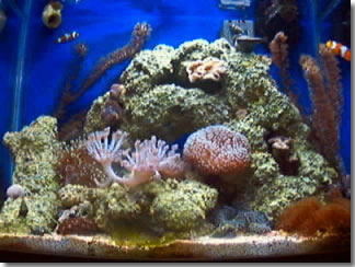 Entire Tank 03/11/02